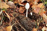 Coprinopsis nivea image