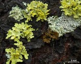 Cetraria sepincola image