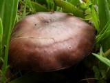 Chroogomphus vinicolor image