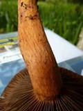 Chroogomphus vinicolor image