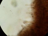 Chroogomphus vinicolor image
