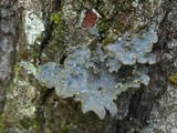 Lobaria hallii image