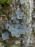 Lobaria hallii image