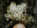 Lobaria hallii image