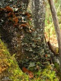 Nephroma resupinatum image