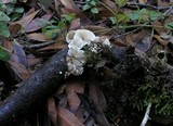Crepidotus caspari image