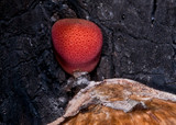 Fistulina hepatica image