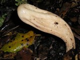 Clavariadelphus occidentalis image