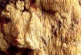 Sarcodontia setosa image