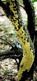 Sarcodontia setosa image