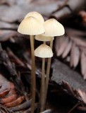Mycena galopus var. galopus image