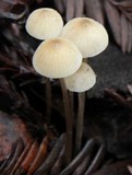 Mycena galopus var. galopus image
