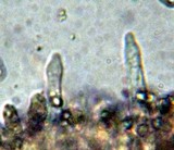 Mycena galopus var. galopus image