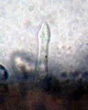 Mycena galopus var. galopus image