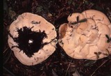 Climacocystis borealis image