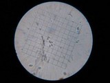 Mycena galopus var. galopus image