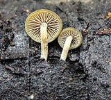 Simocybe centunculus var. centunculus image