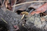 Simocybe centunculus var. centunculus image