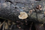 Simocybe centunculus var. centunculus image