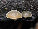 Simocybe centunculus var. centunculus image