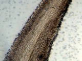 Simocybe centunculus var. centunculus image