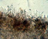 Simocybe centunculus var. centunculus image