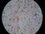 Simocybe centunculus var. centunculus image