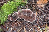 Thelephora terrestris image