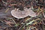 Thelephora terrestris image