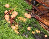 Lycogala epidendrum image