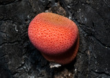 Fistulina hepatica image