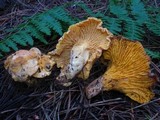 Cantharellus roseocanus image
