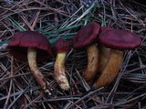 Cortinarius smithii image