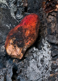 Fistulina hepatica image