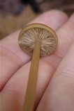 Entoloma subserrulatum image