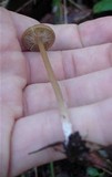 Entoloma subserrulatum image