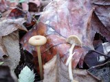 Entoloma subserrulatum image