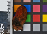 Fistulina hepatica image