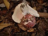 Hygrophorus russula image