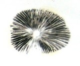 Coprinellus impatiens image