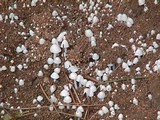 Termitomyces microcarpus image