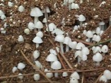 Termitomyces microcarpus image