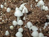Termitomyces microcarpus image