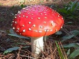 Amanita muscaria subsp. muscaria image