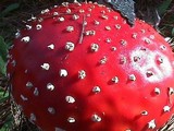 Amanita muscaria subsp. muscaria image