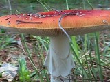 Amanita muscaria subsp. muscaria image