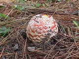 Amanita muscaria subsp. muscaria image