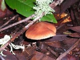 Gymnopus brassicolens var. brassicolens image