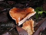 Gymnopus brassicolens var. brassicolens image
