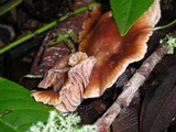 Gymnopus brassicolens var. brassicolens image